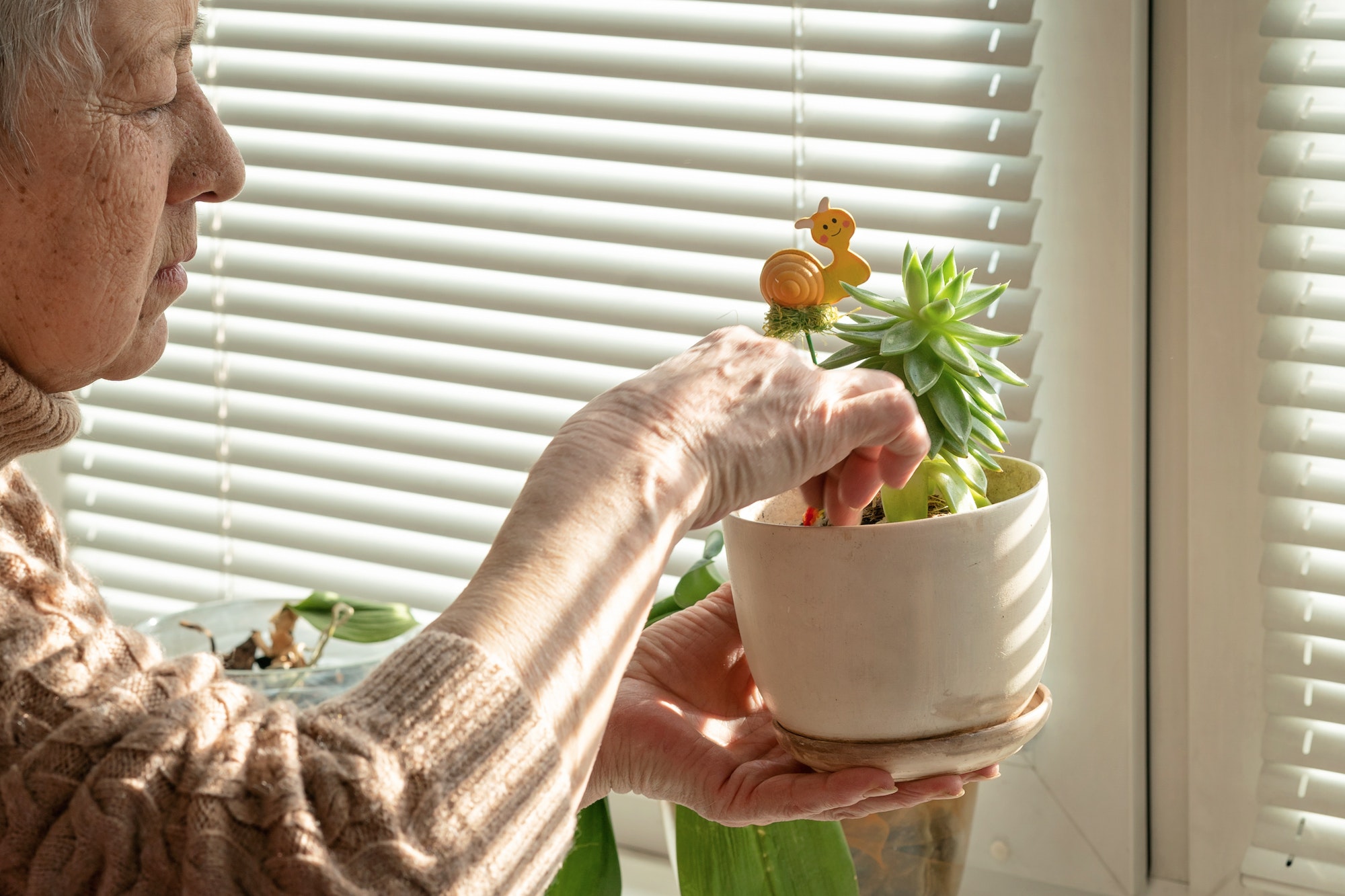Senior woman caring for a succulent